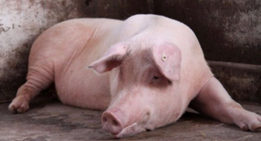 Co je zajímavého na prasatech domácích